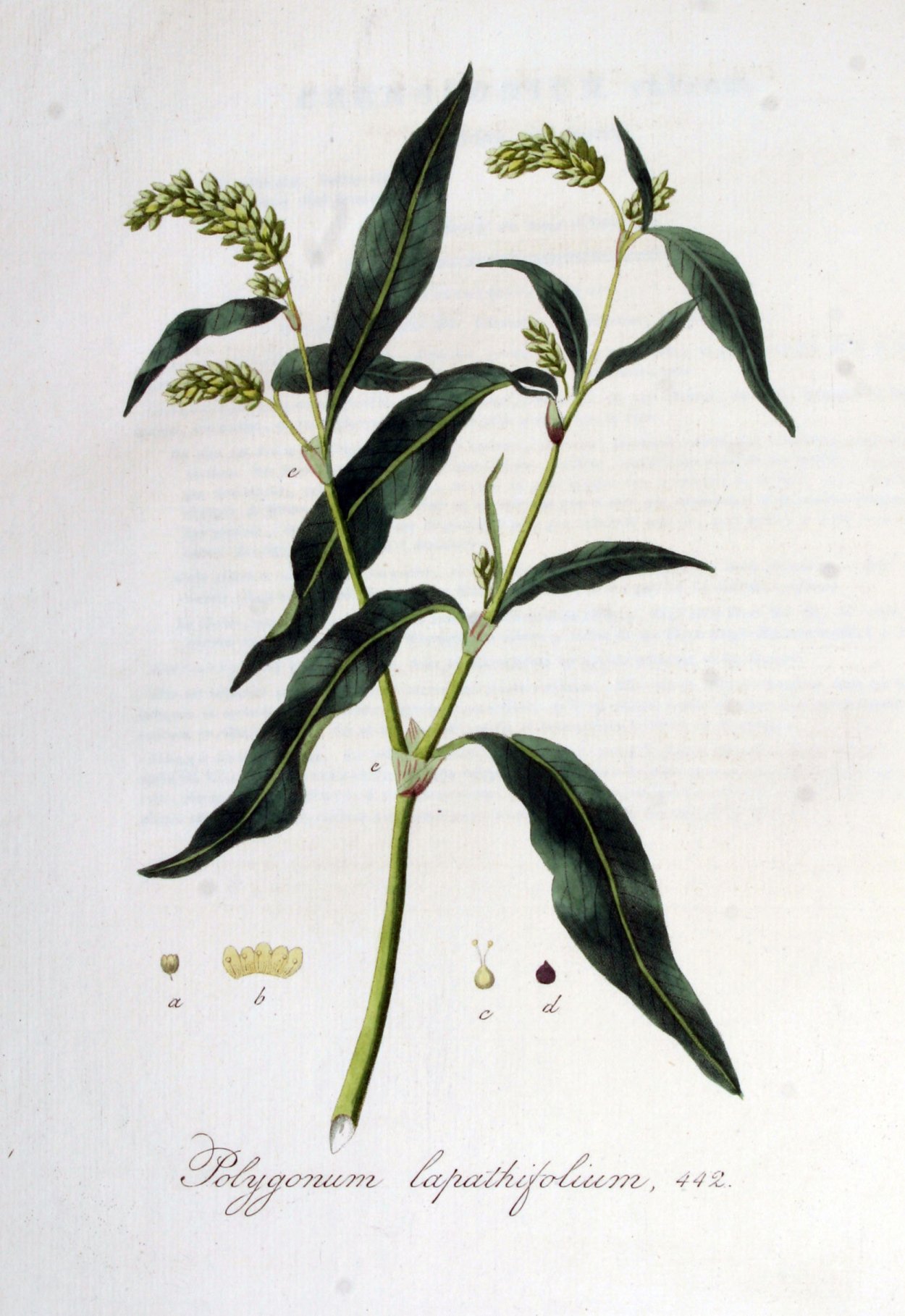 Горец Персикария изменчивый