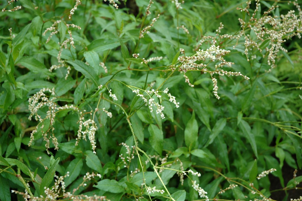 Аконогонон Альпийский Горец Альпийский