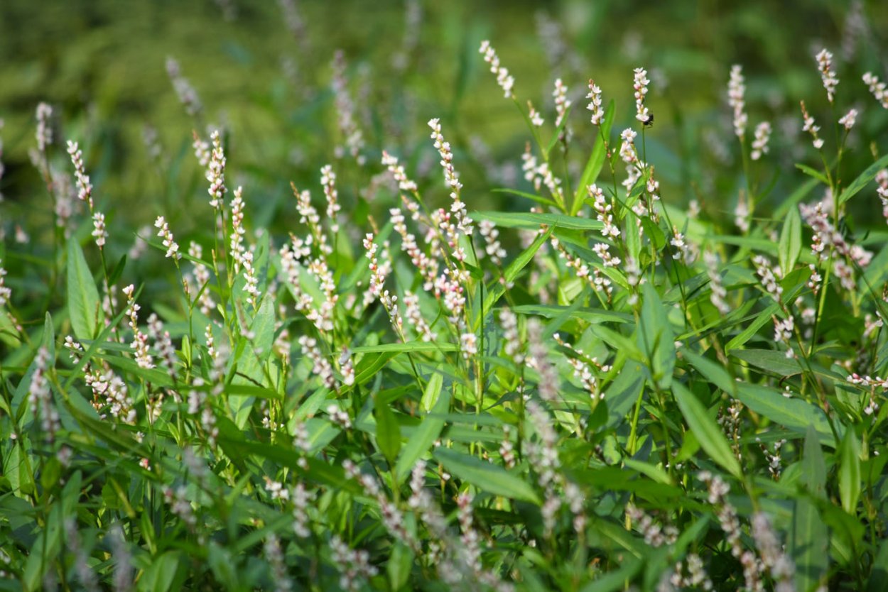 Горец растопыренный