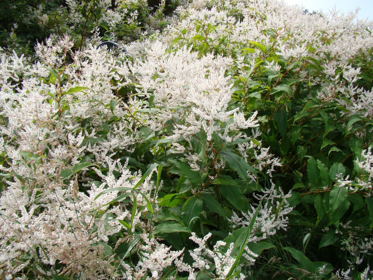 Горец Вейриха