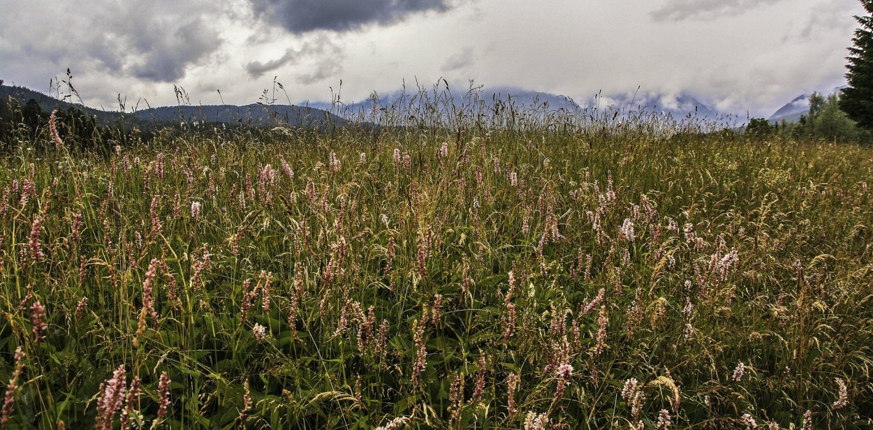 Горец перечный