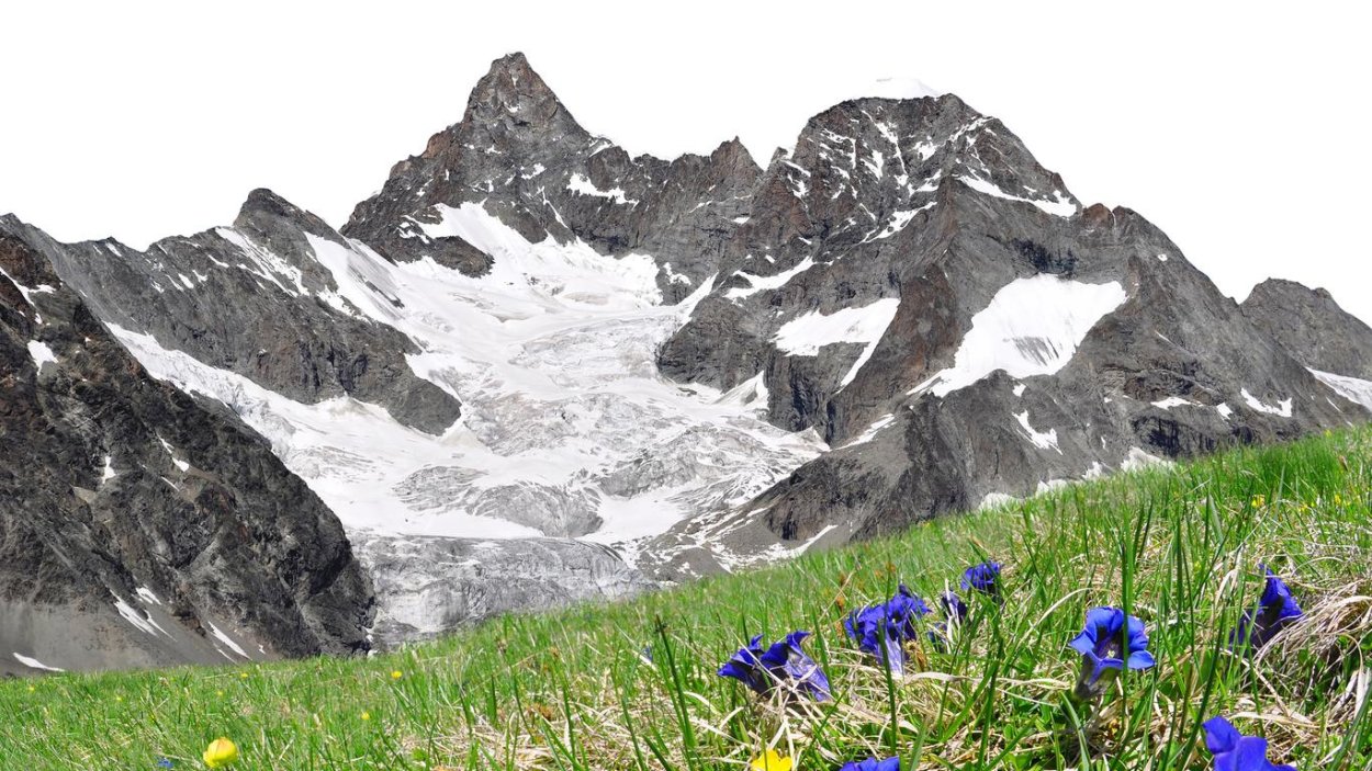 Острая Высокогорная трава