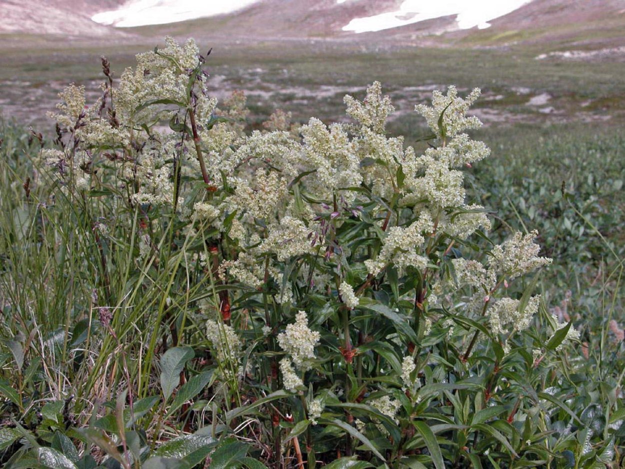 Архыз Альпийские Луга