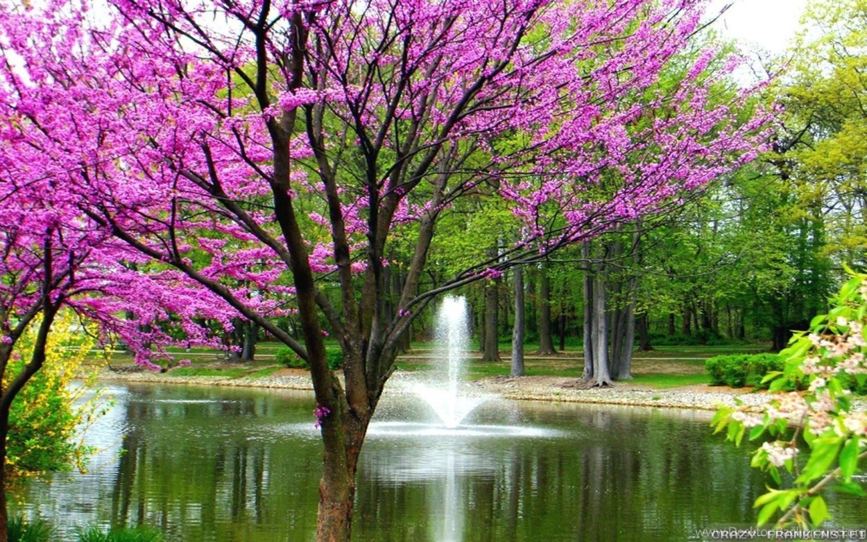 Природа веса