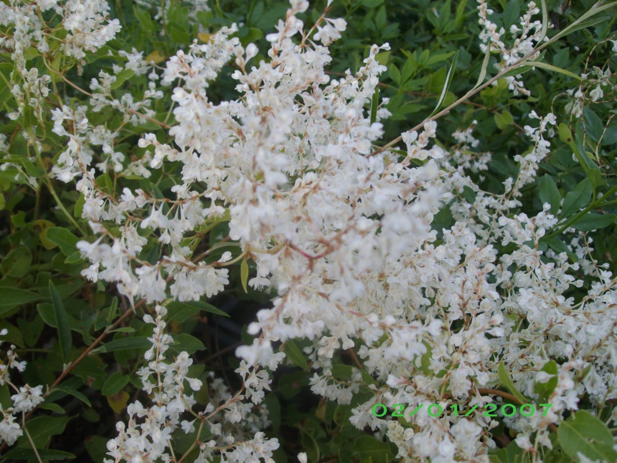 Кислятка трава