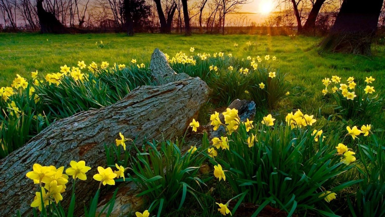 Река природа и цветы