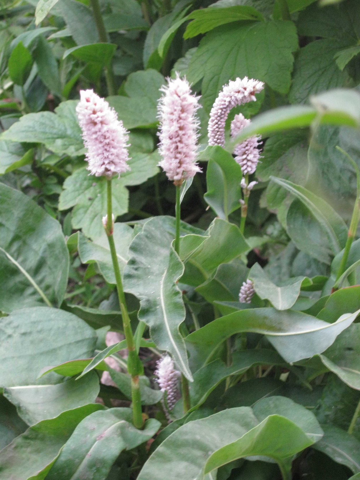 Северная Осетия цветущие Альпийские Луга