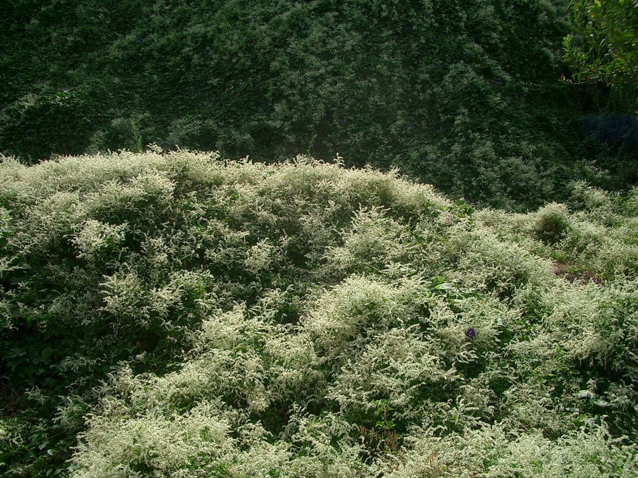 Баварцы(Германия) национальный танец