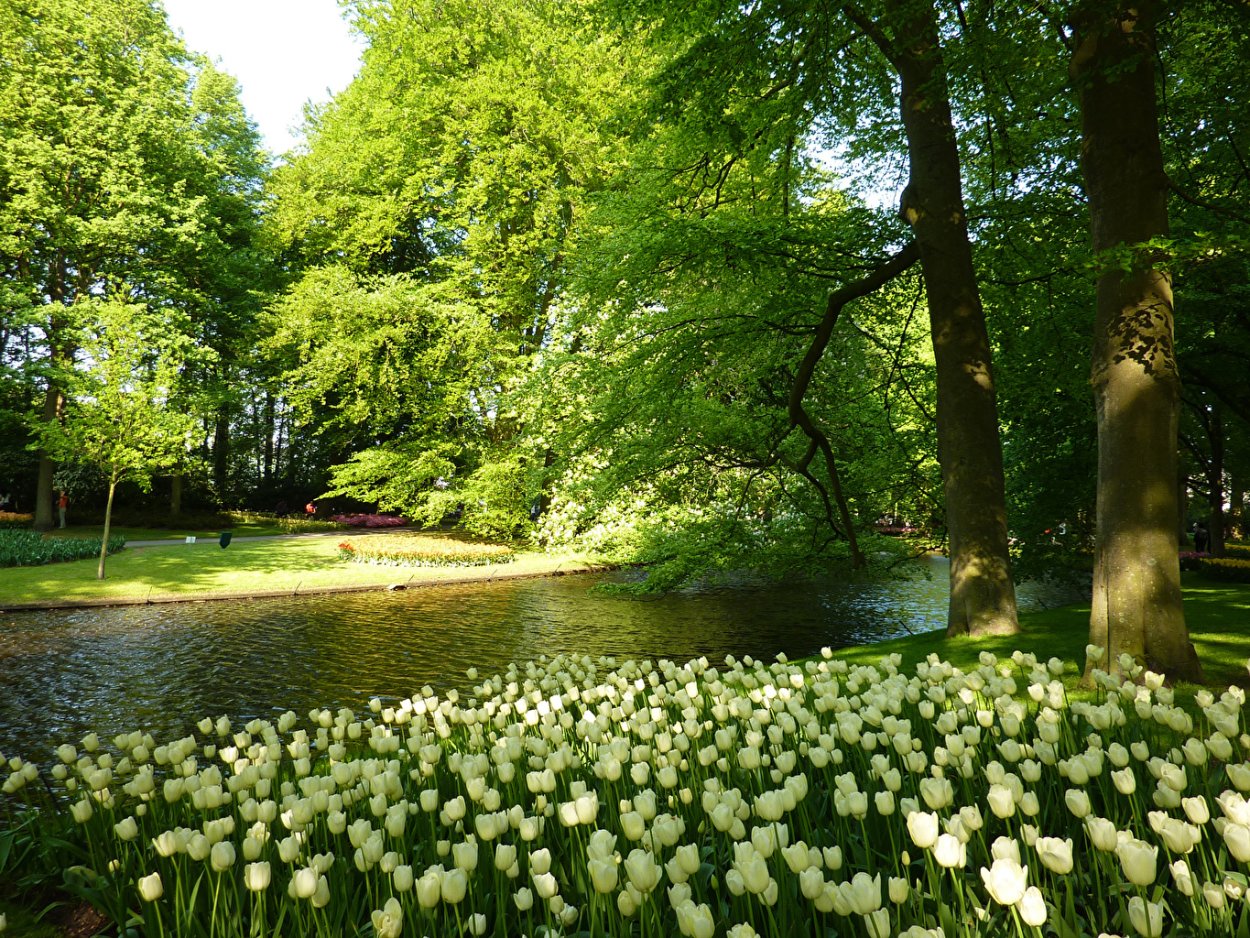 Кёкенхоф с деревьями