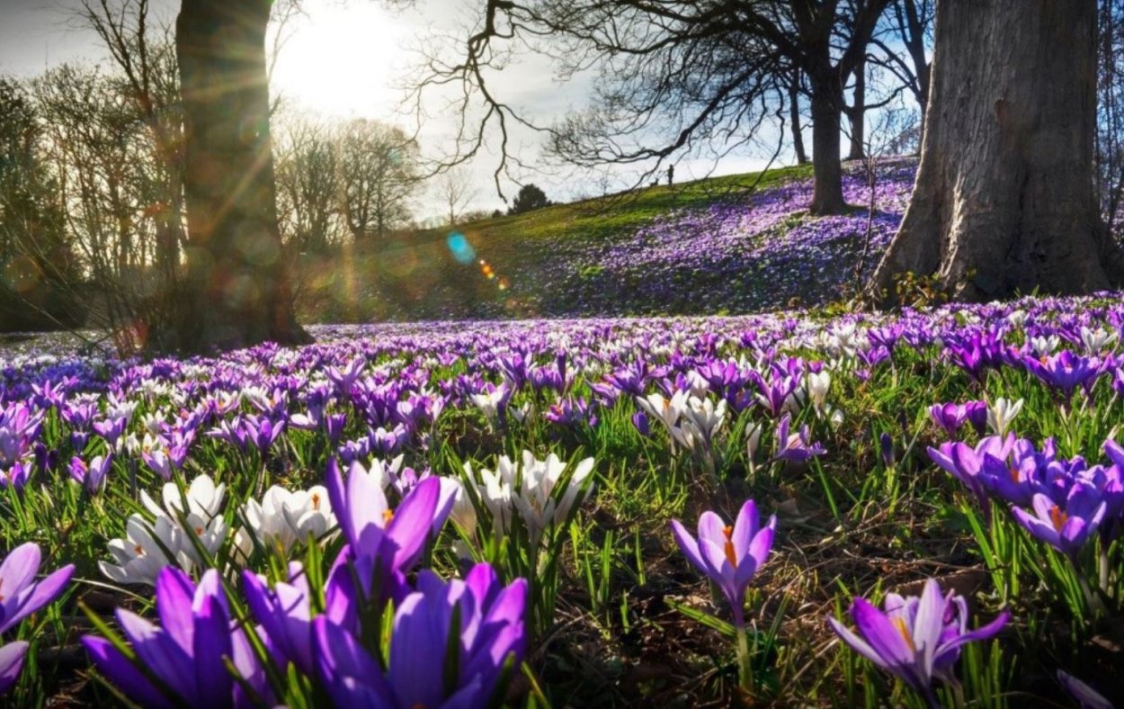 Весенняя природа