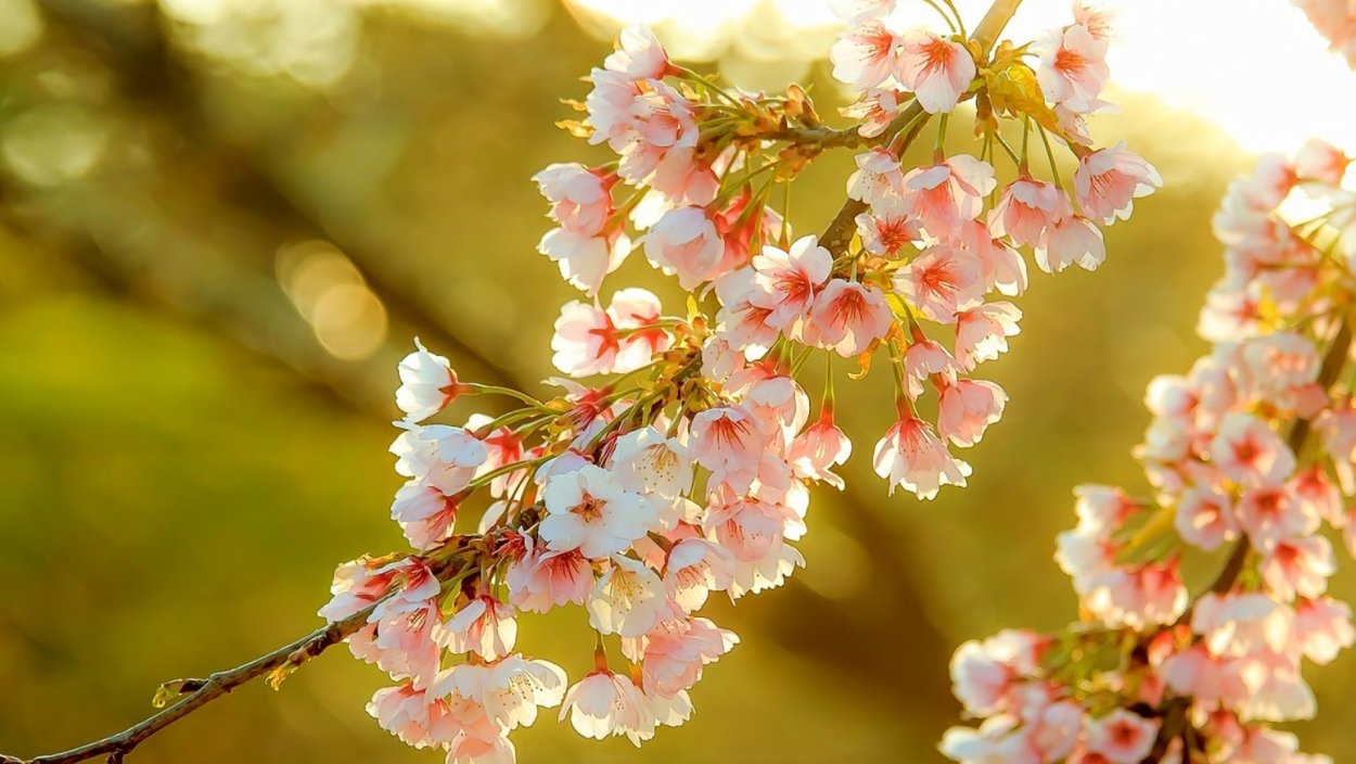 Деревья весной