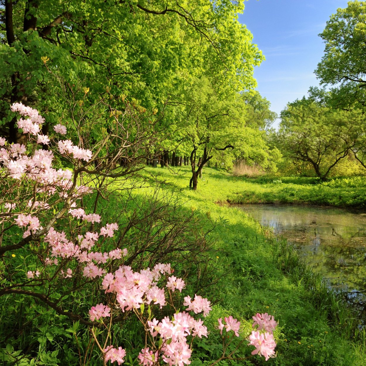 Красота весны