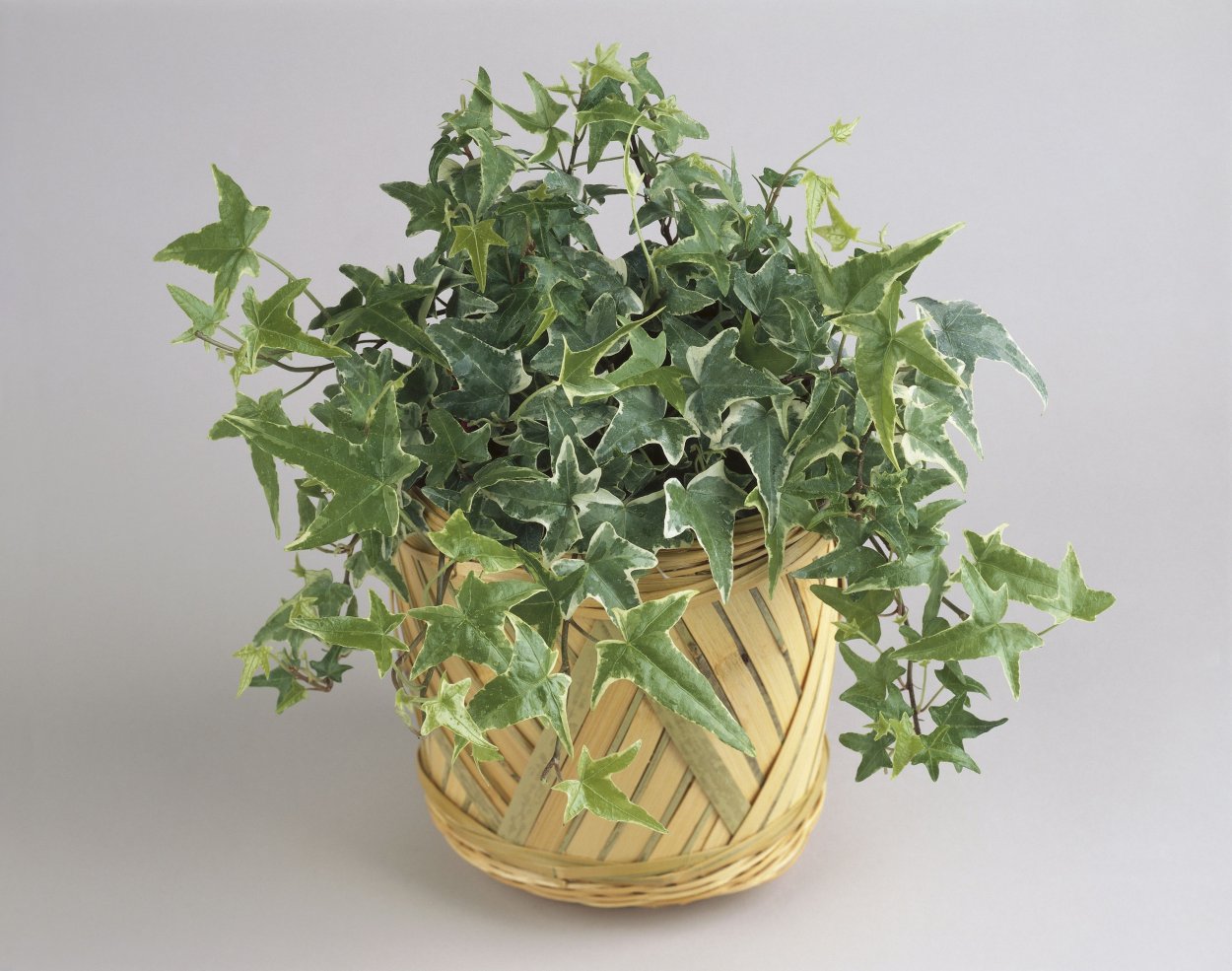 Хойя Индиан роуп