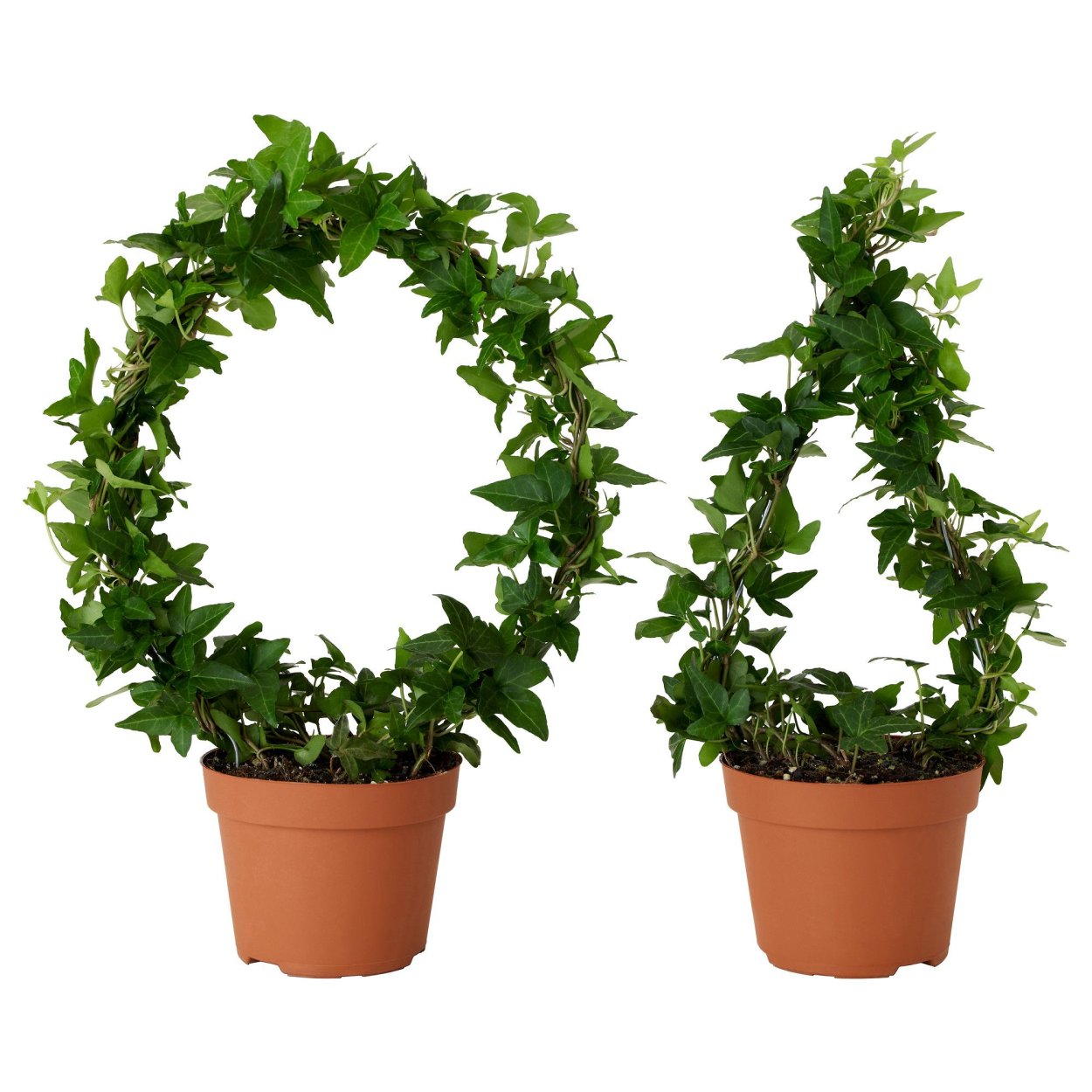 Цветы в интерьере квартиры