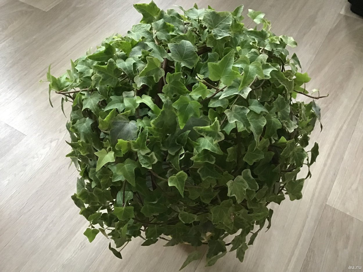 Красиволистные комнатные растения