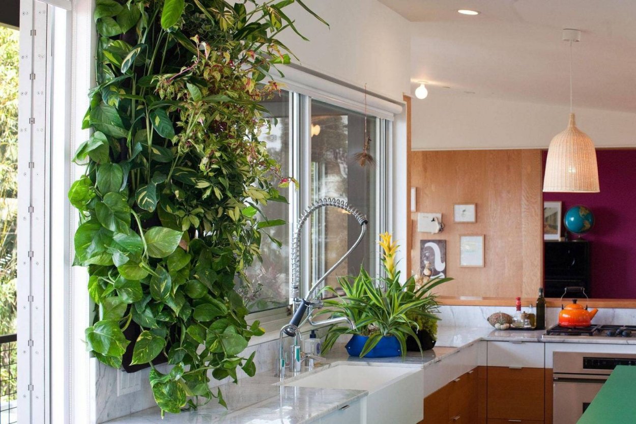 Плющ комнатный