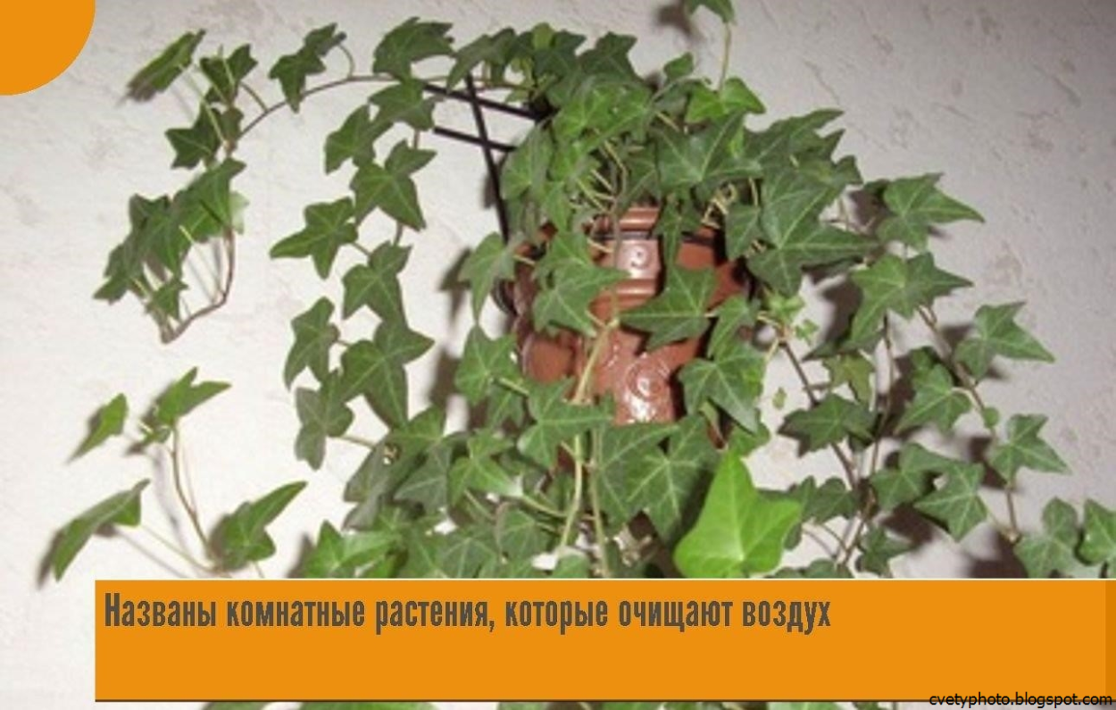 Растение Хедера Хеликс