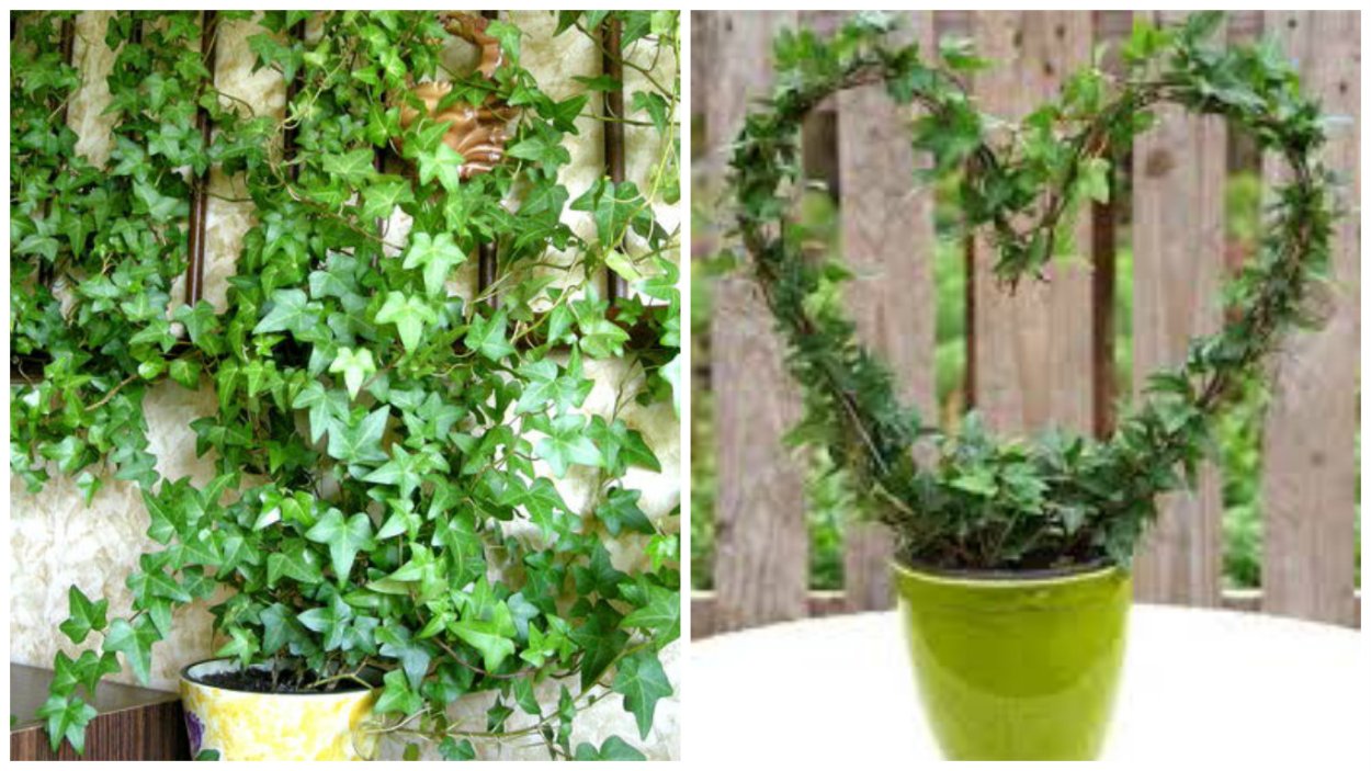 Плющ ампельный