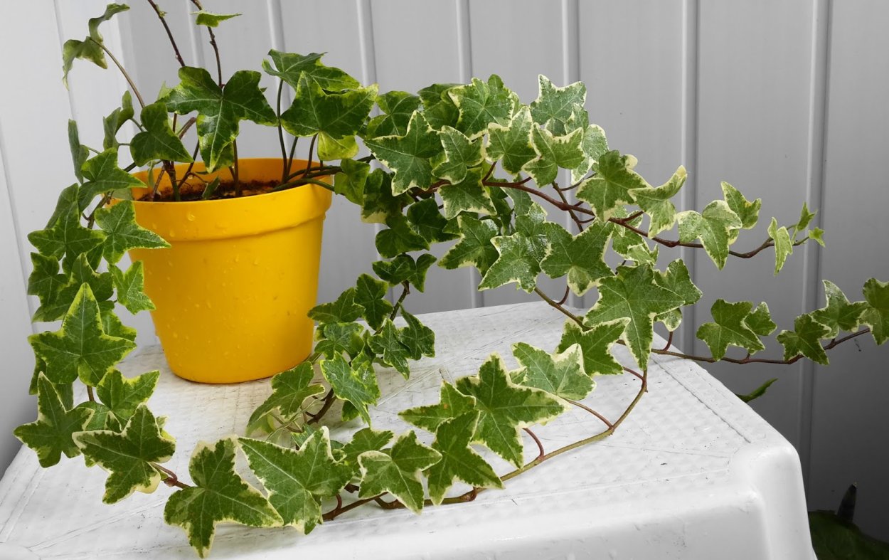 Сад в квартире