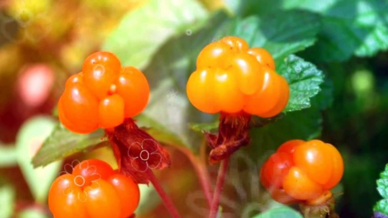 Морошка ягода