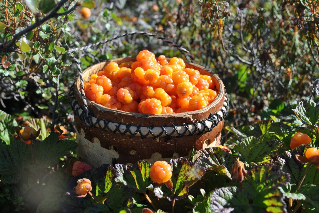 Желтая малина Княженика