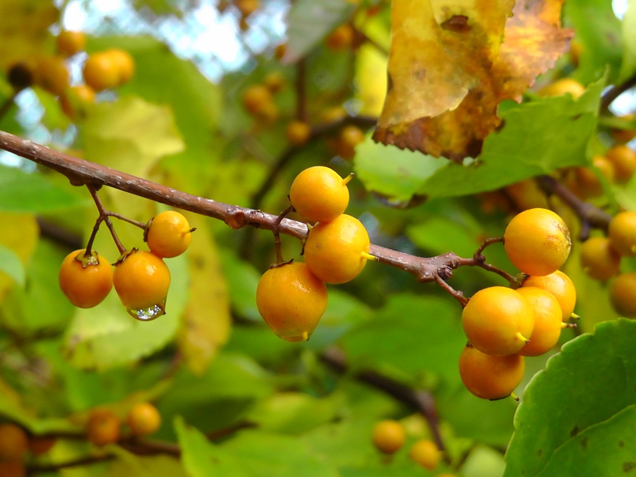 Желтые ягоды в лесу