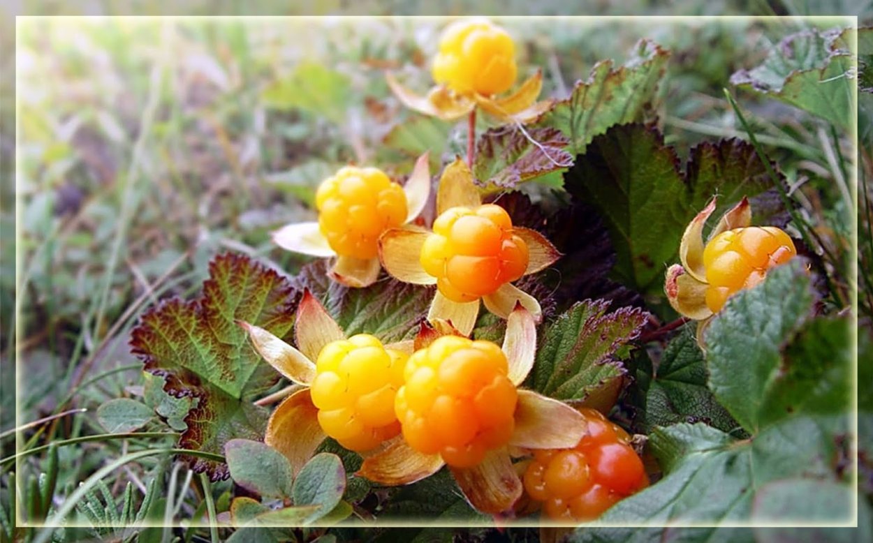 Северная ягода Морошка