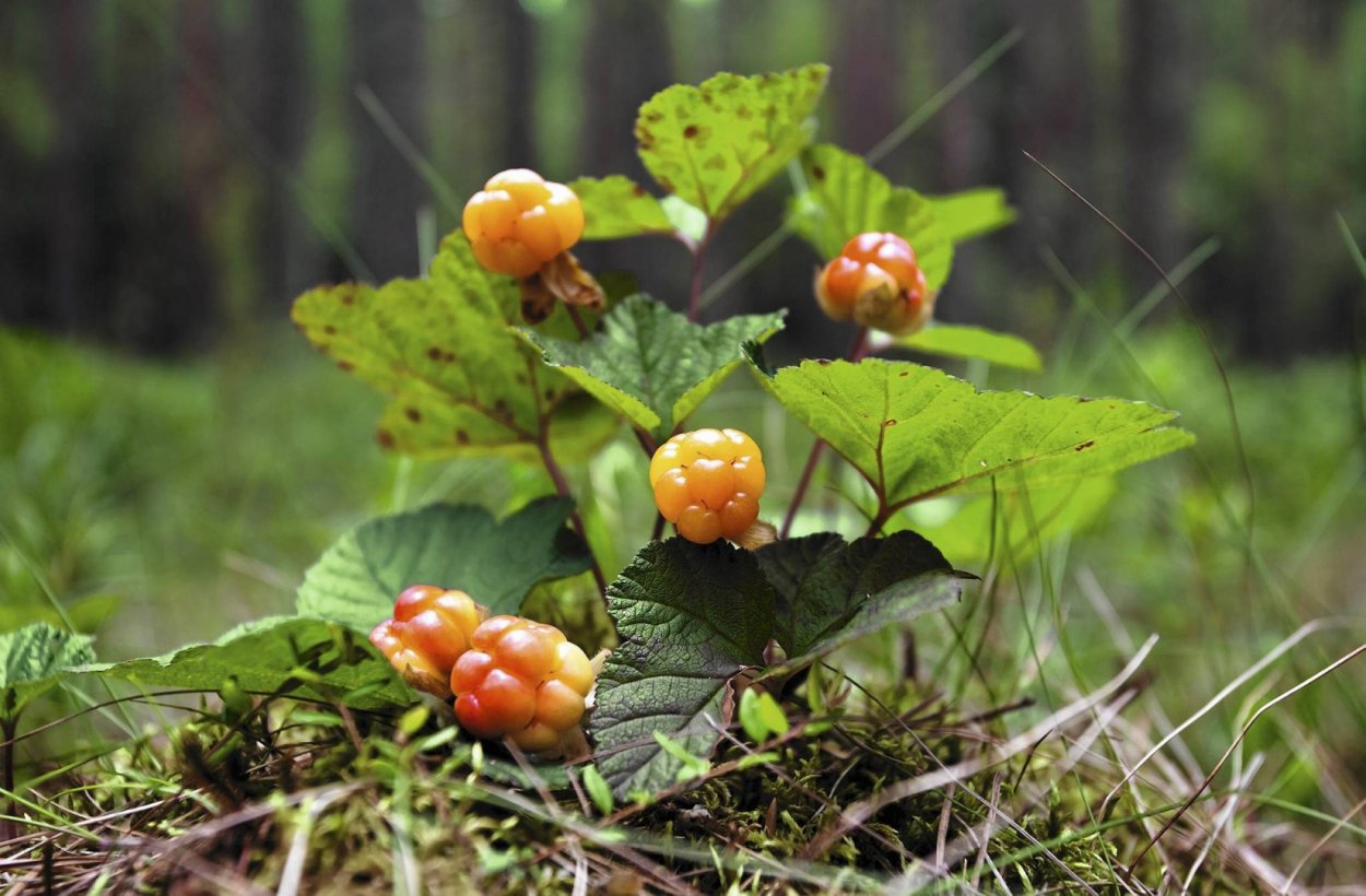 Морошник Северный