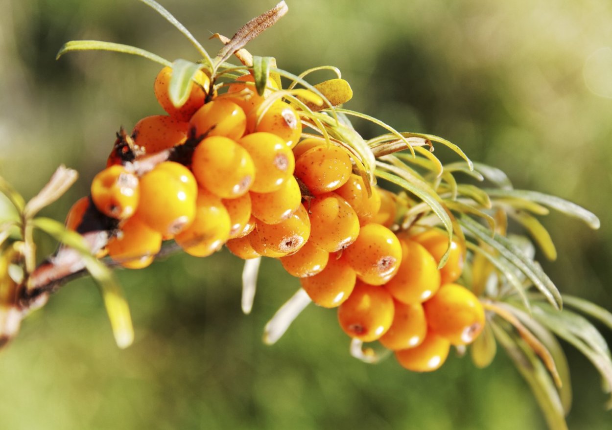 Облепиха гроздьями