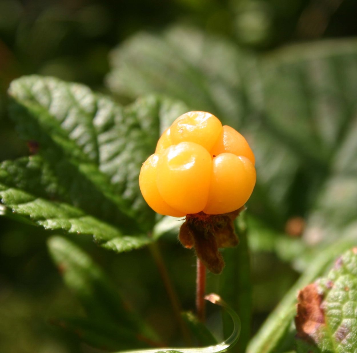 Ягода в траве желтая