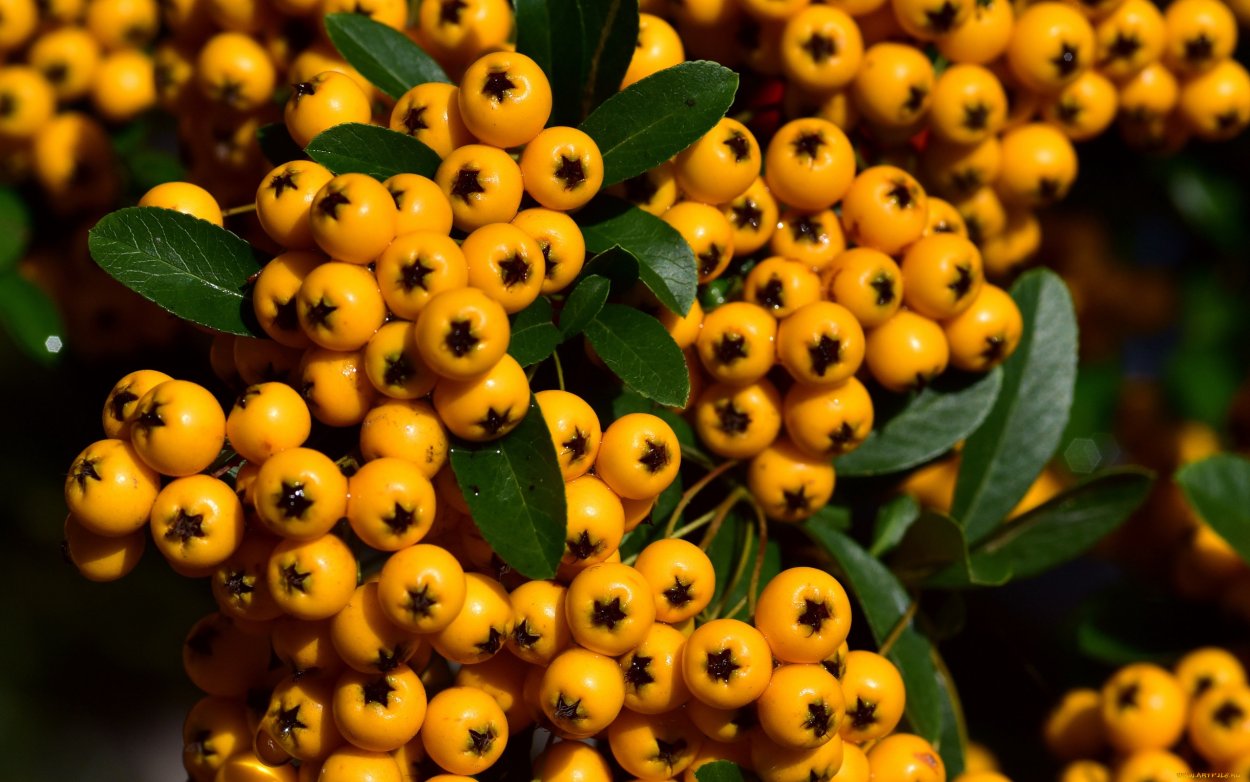 Оранжевая ягода в лесу осенью