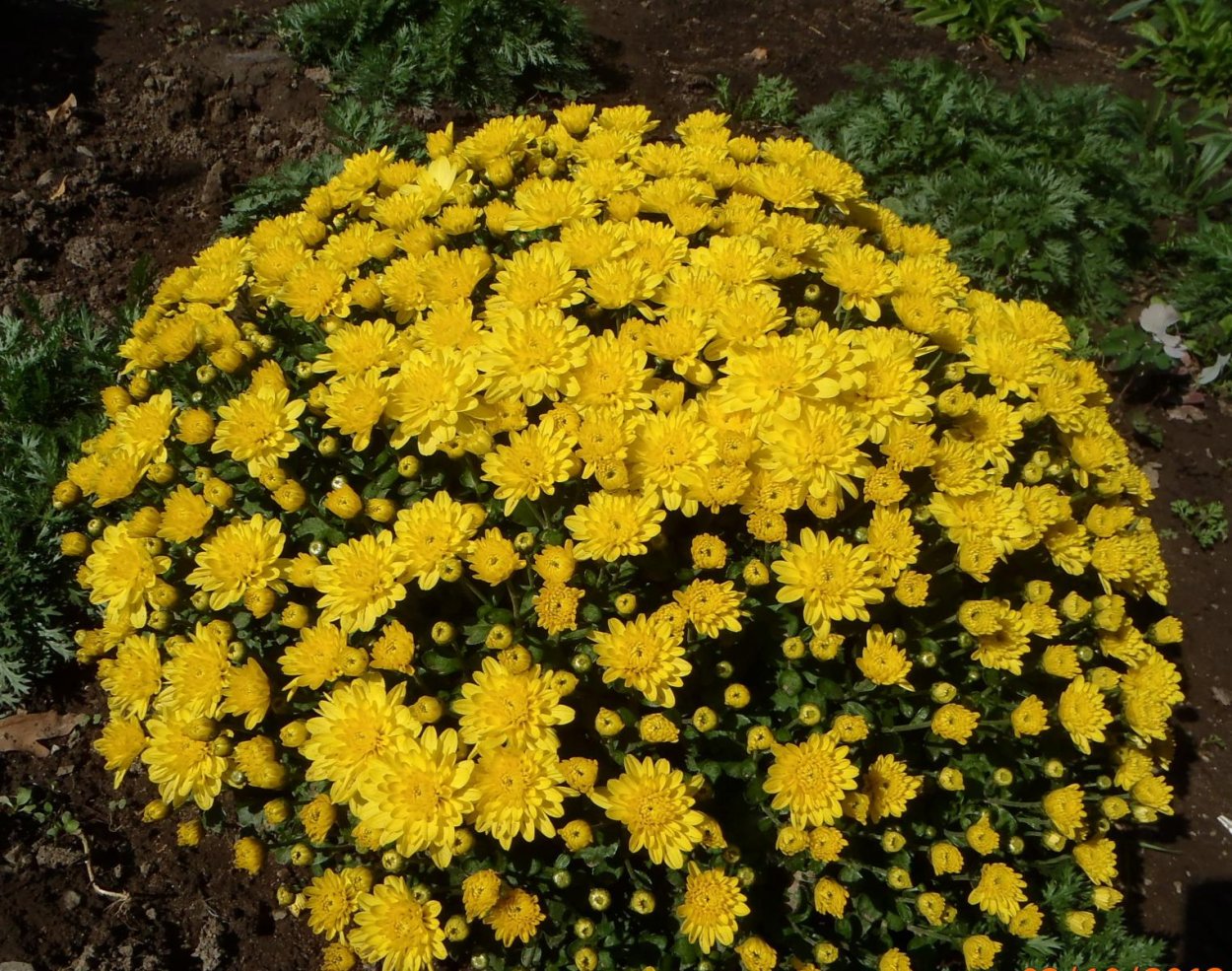 Хризантема низкорослая многолетняя