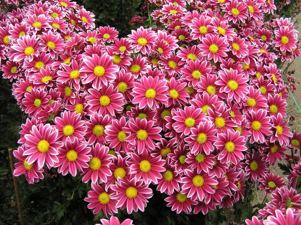 Хризантема мультифлора первоклассница