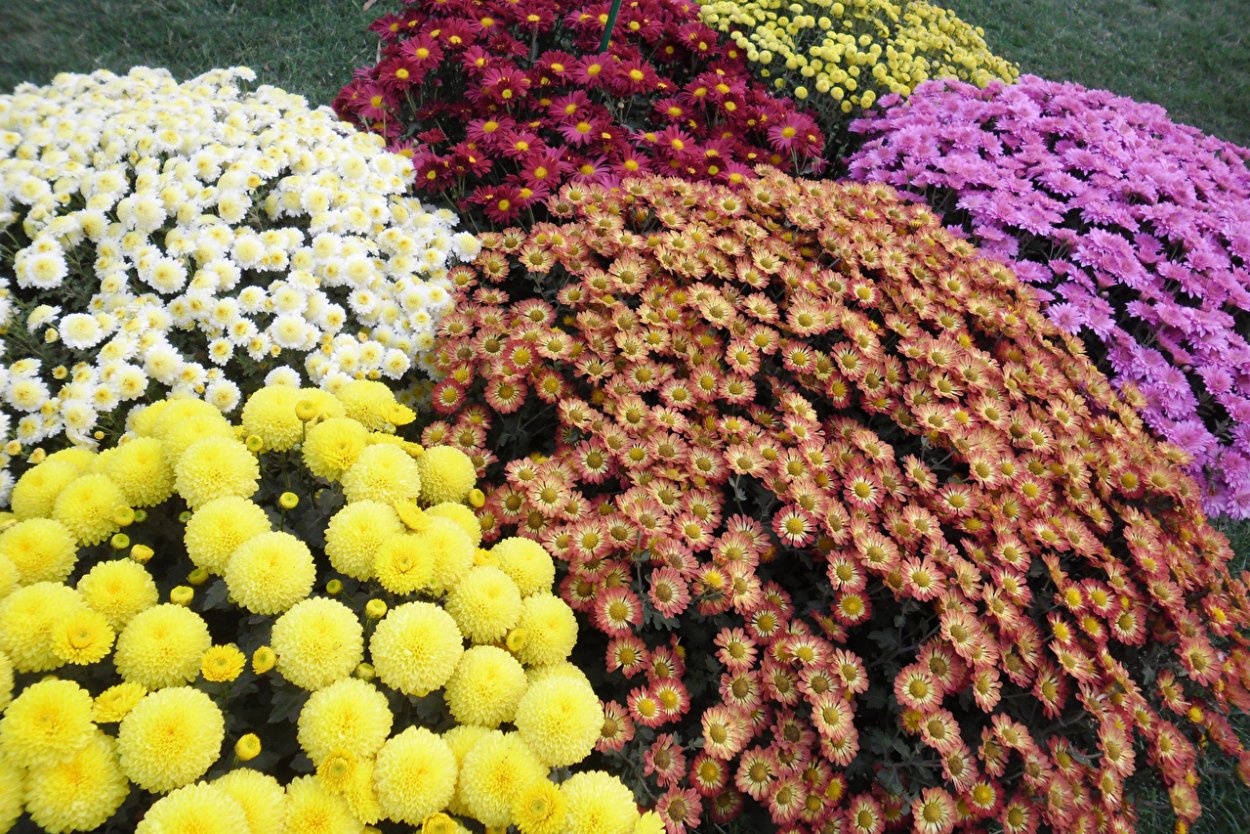 Хризантема корейская Меотида
