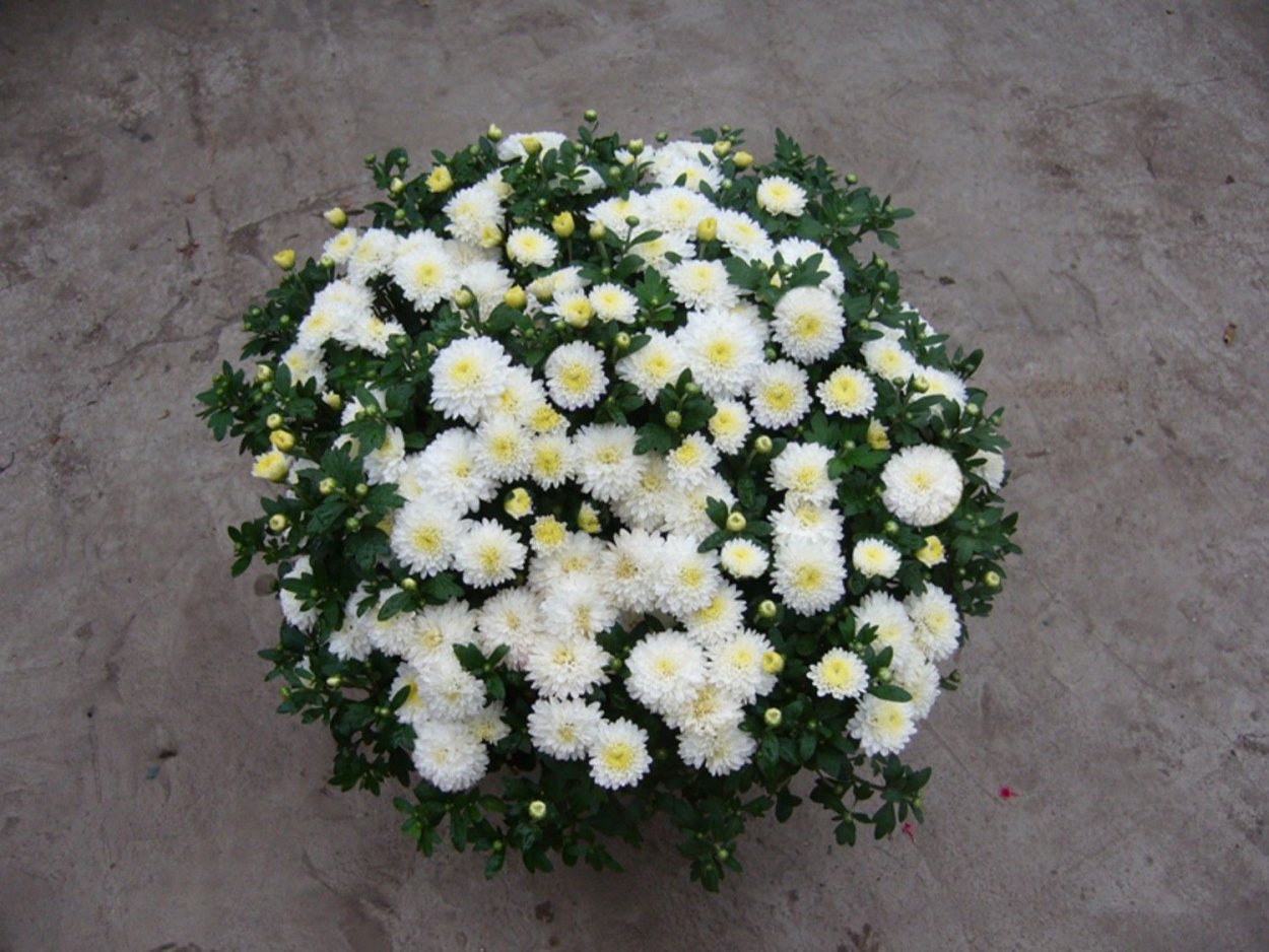 Хризантема кустовая мультифлора