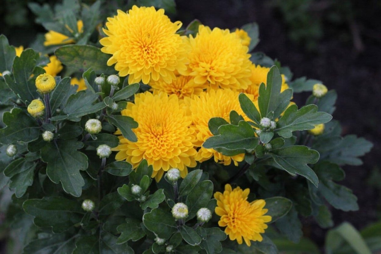 Хризантема мультифлора микс
