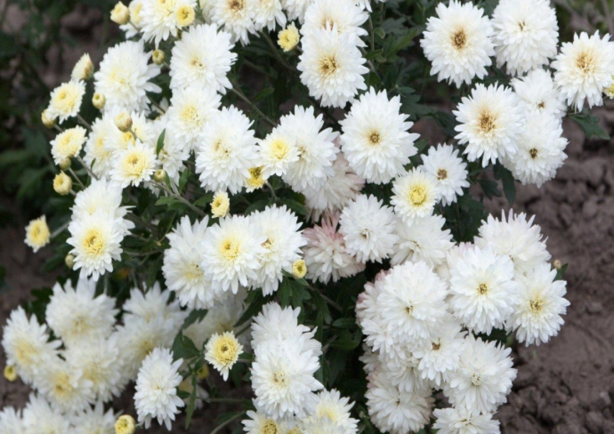 Агератум, Обриета, алиссум