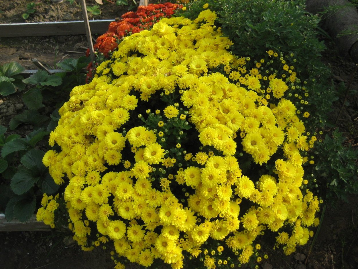 Хризантема низкорослая многолетняя