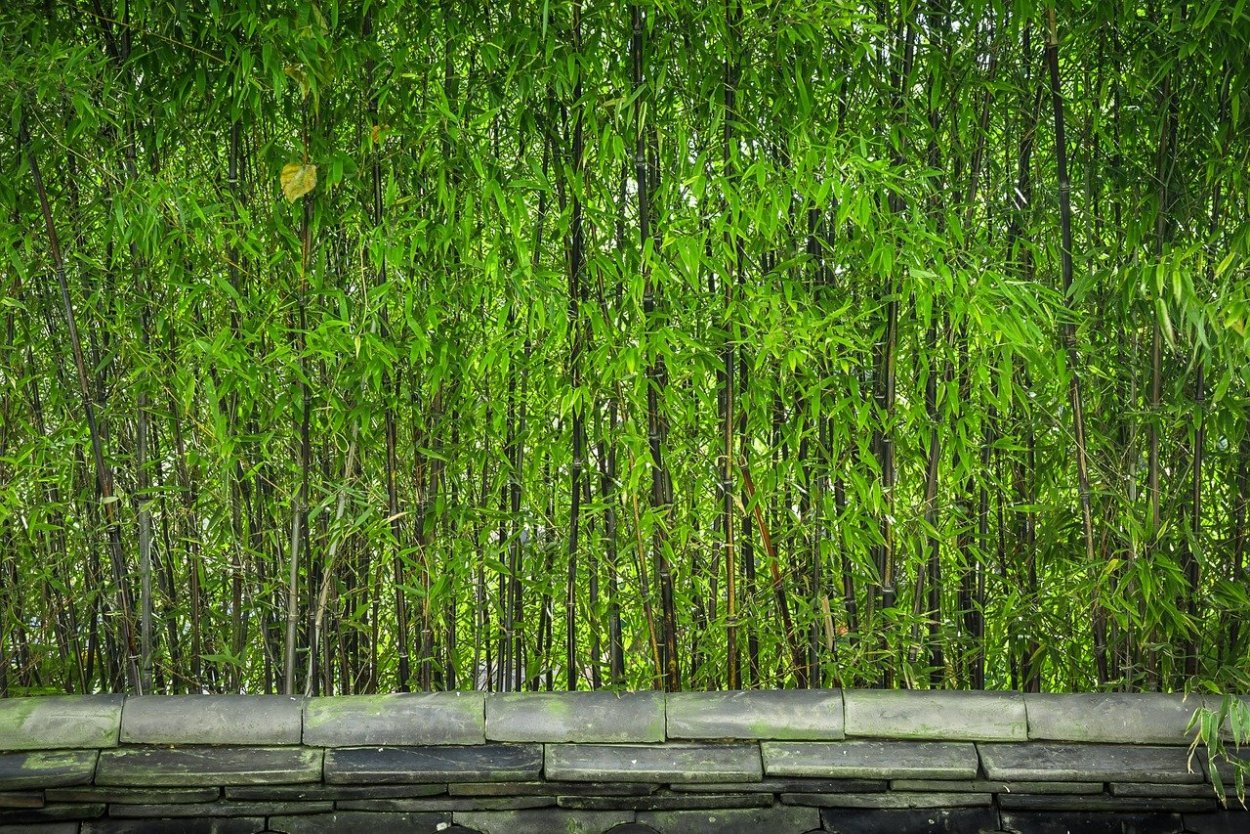 Бамбук болотный