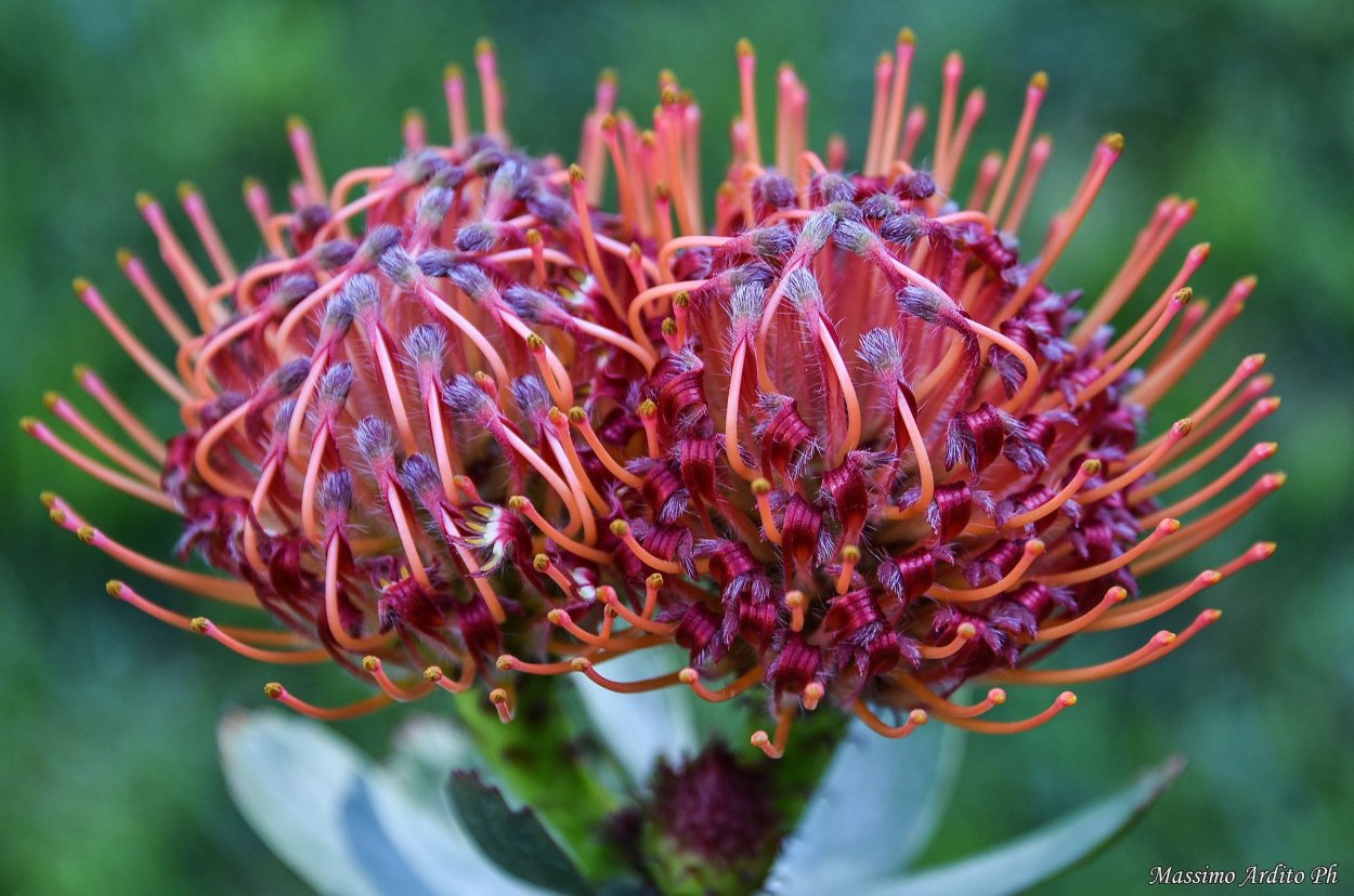 Леукоспермум оранжевый