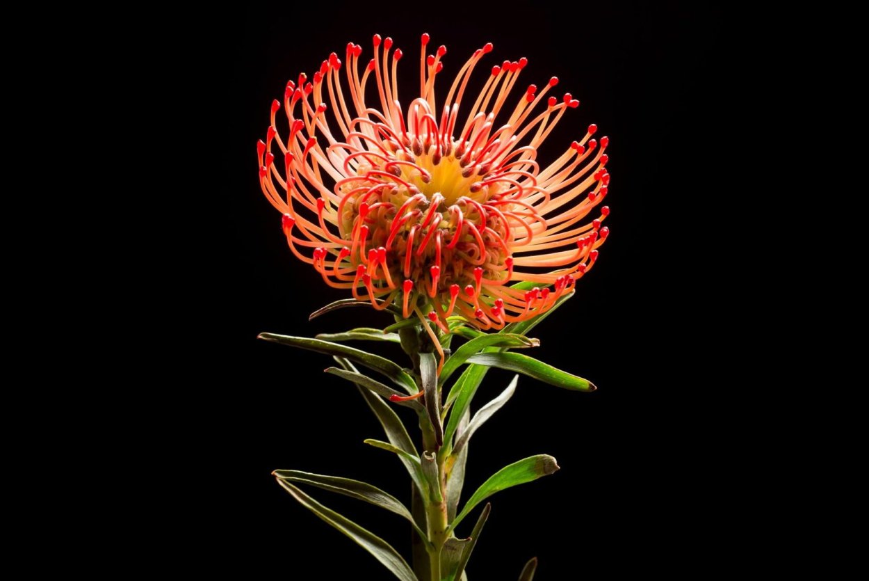 Нутан леукоспермум