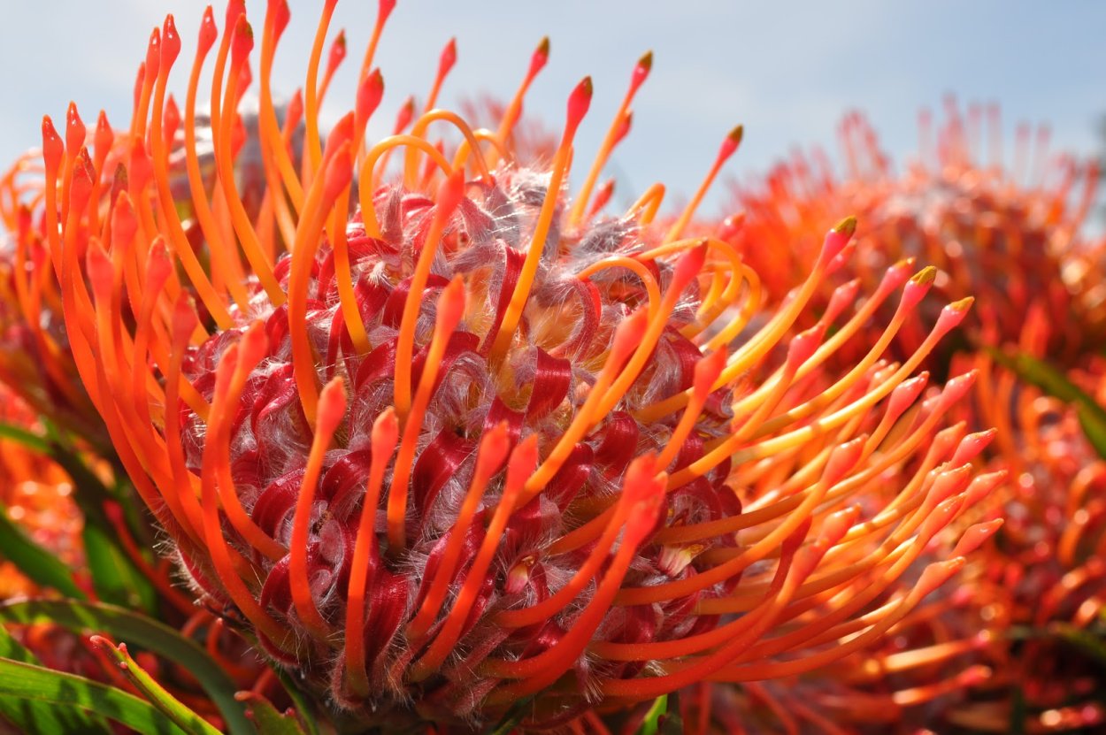 Леукоспермум Скарлет Риббон