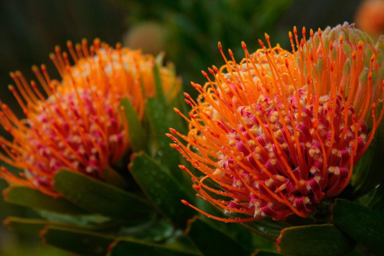 Pincushion растение