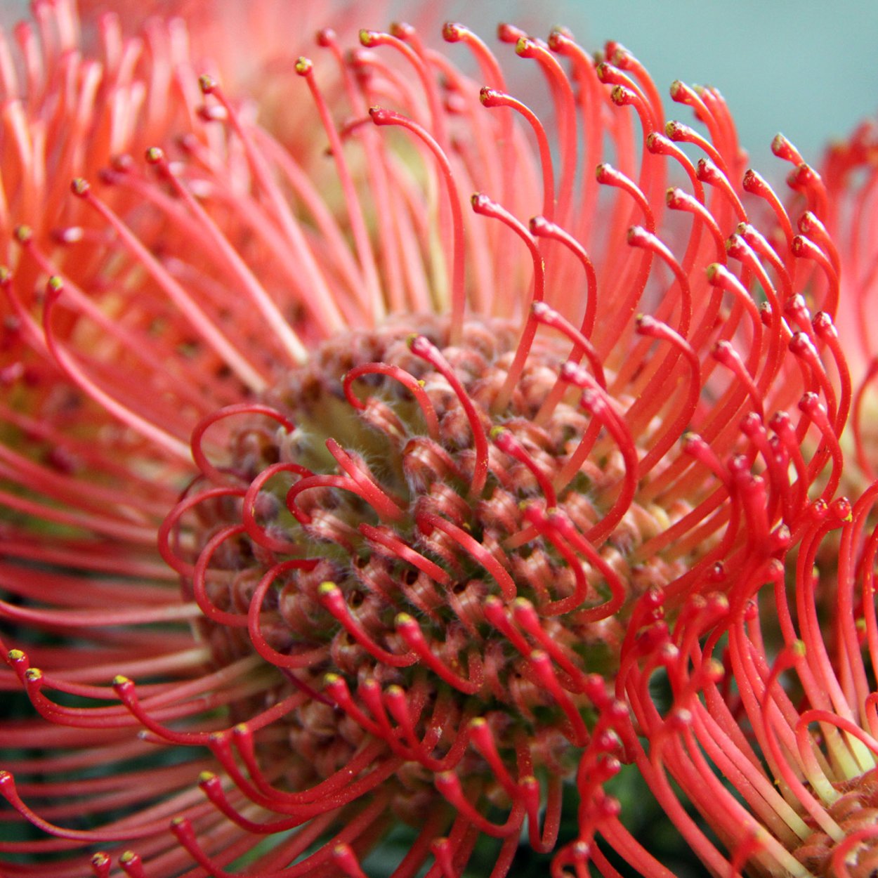 Протея Нутан леукоспермум