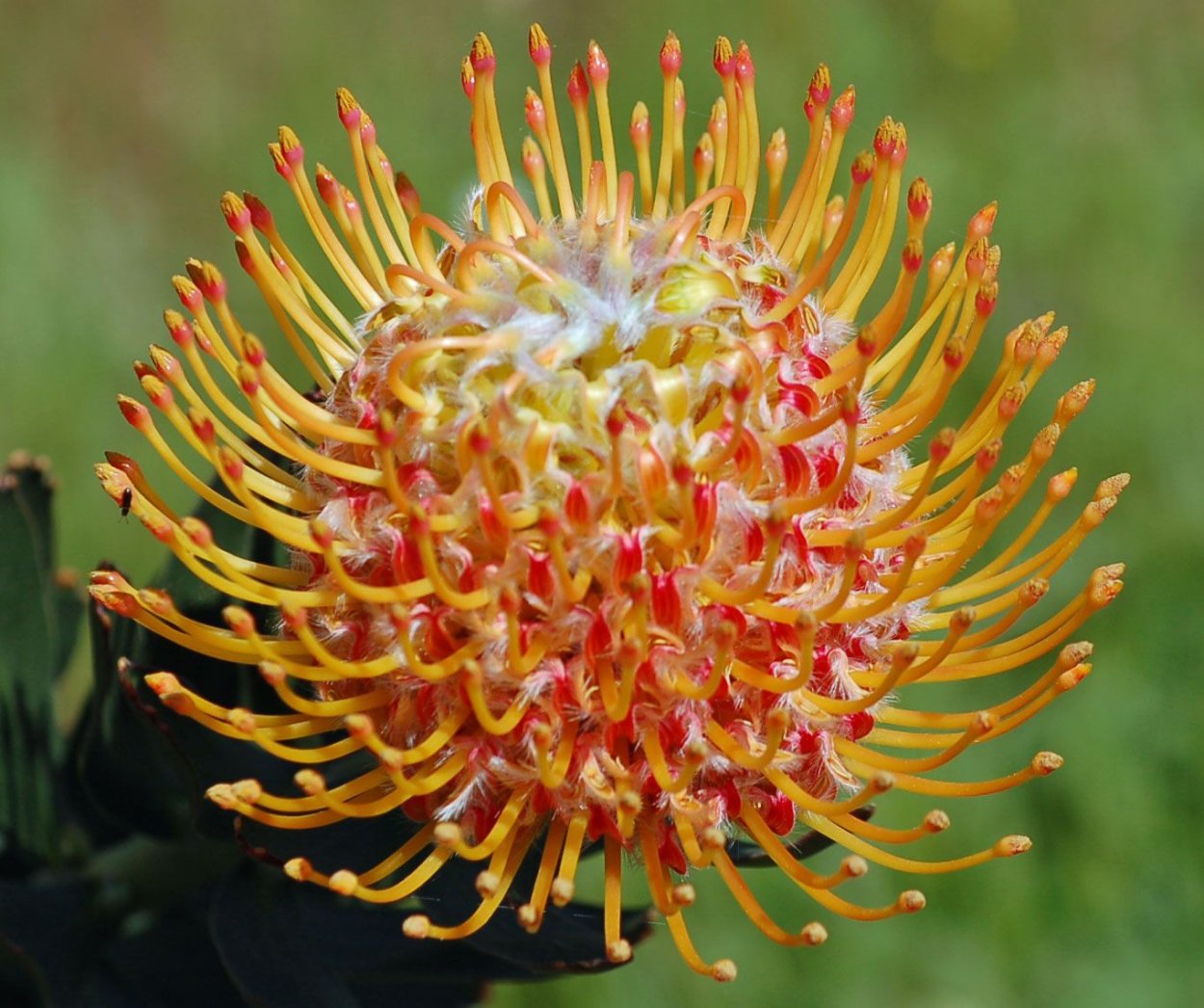 Протея леукоспермум