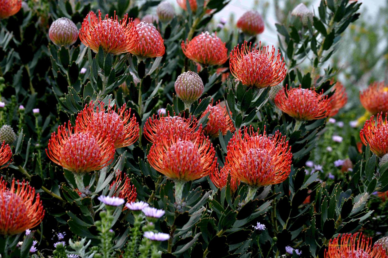 Леукоспермум оранжевый