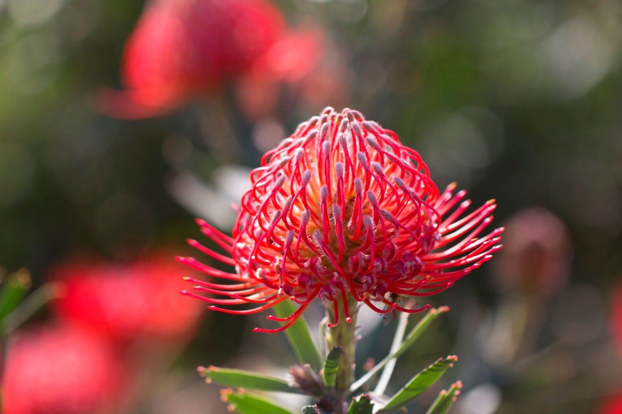 Нутан Скарлет Риббон