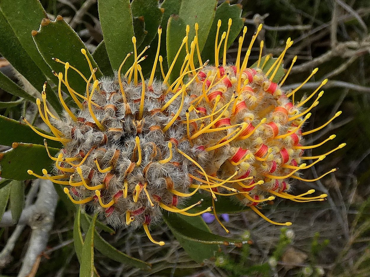 Леукоспермум красный