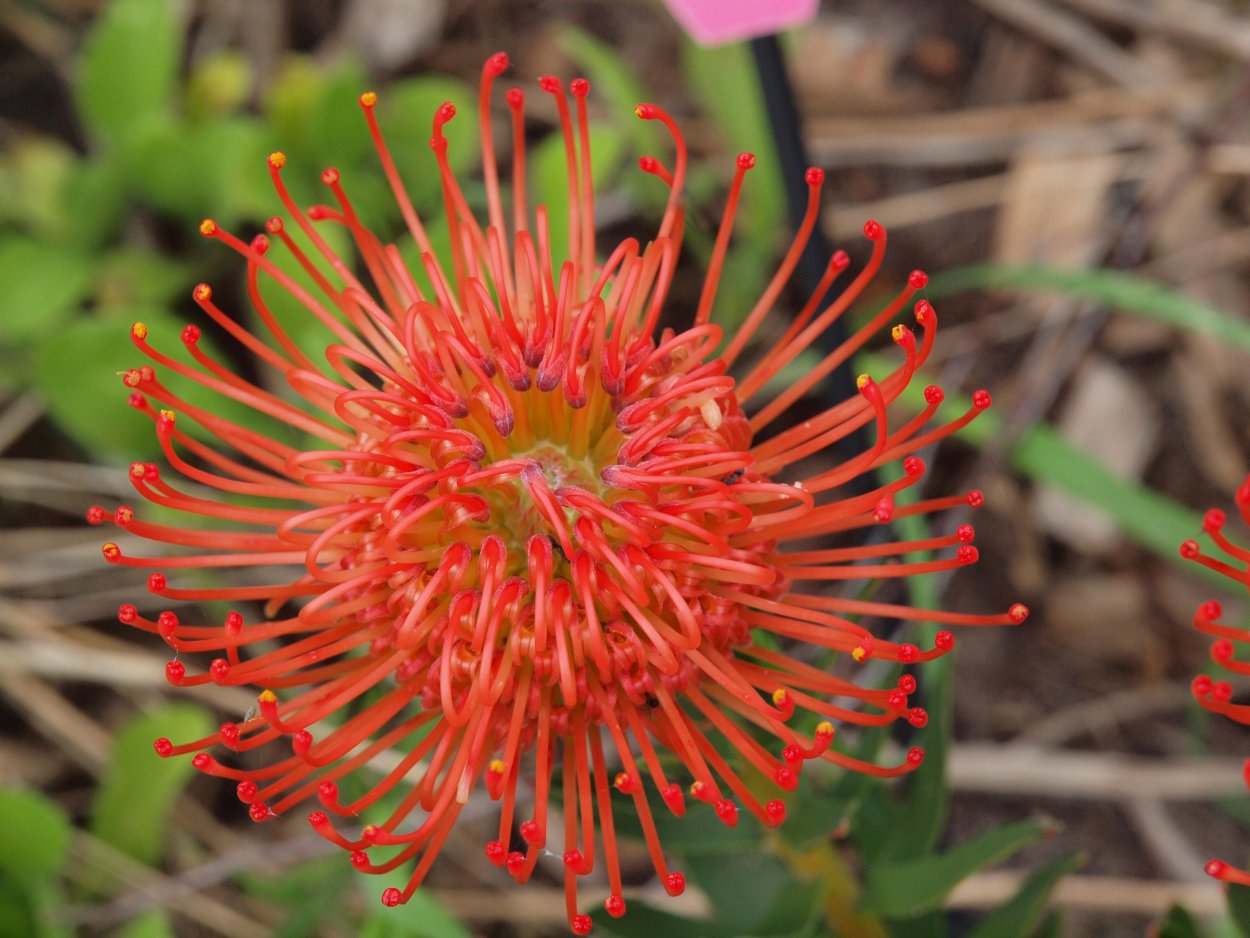 Растения Португалии