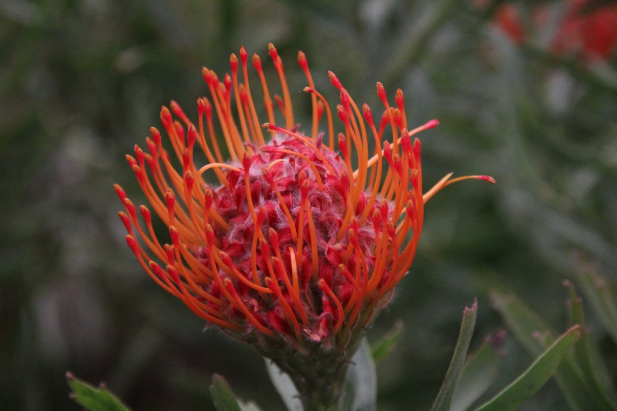 Протея Нутан леукоспермум